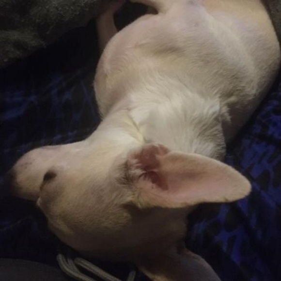 Meet your Posher, Roy - Picture 1 of 1